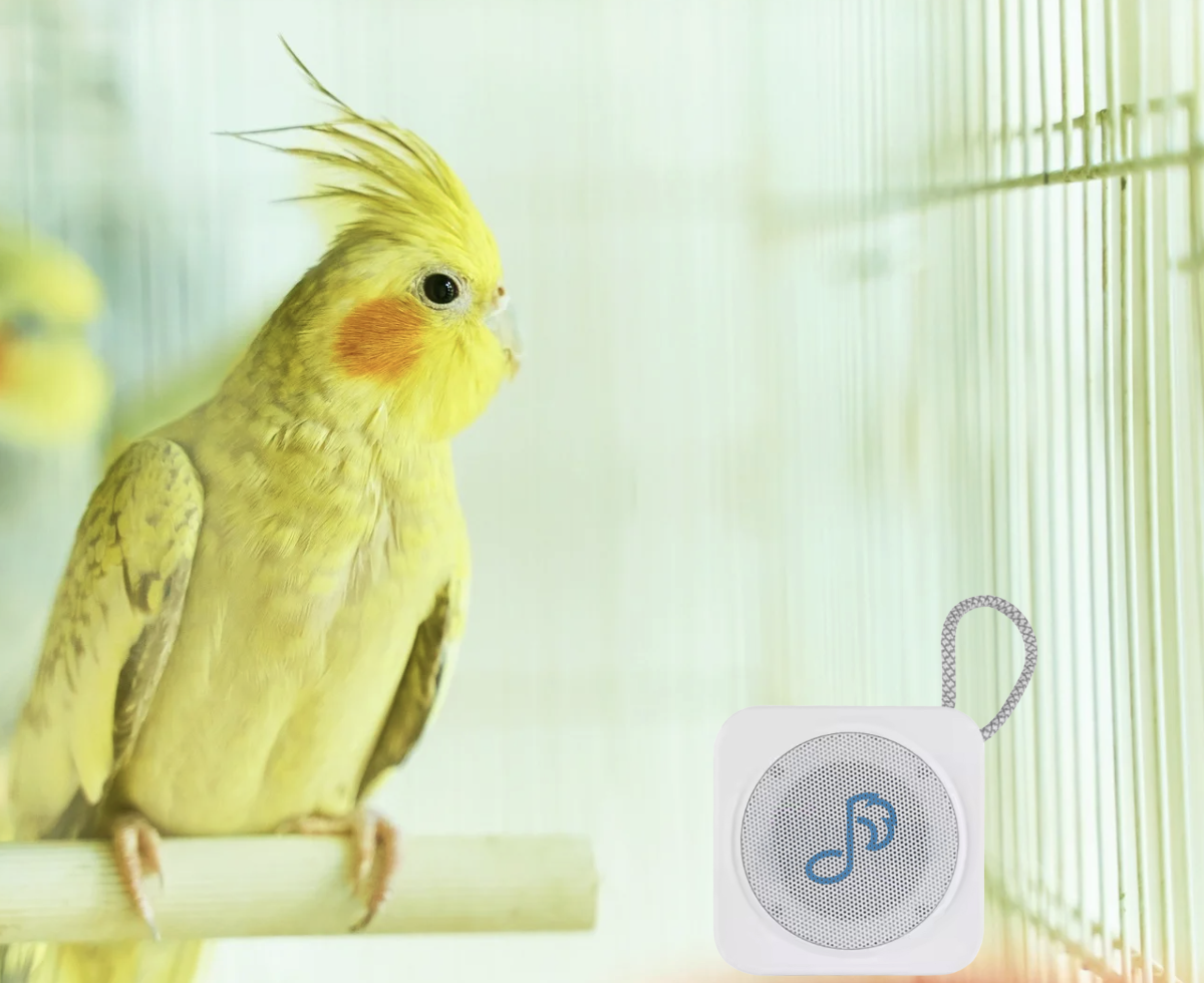 Bird 2 and white speaker sq 2.png
