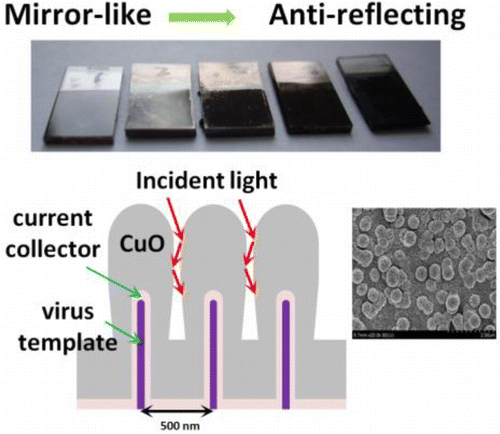 Biological Templates for Anti Reflective Current Collectors for Photoelectrochemical Cell Applications