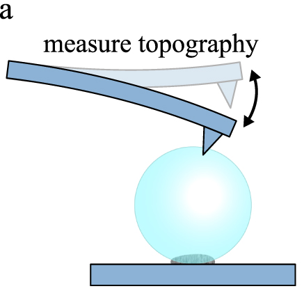 A simple mechanical cleaning method for colloidal probes