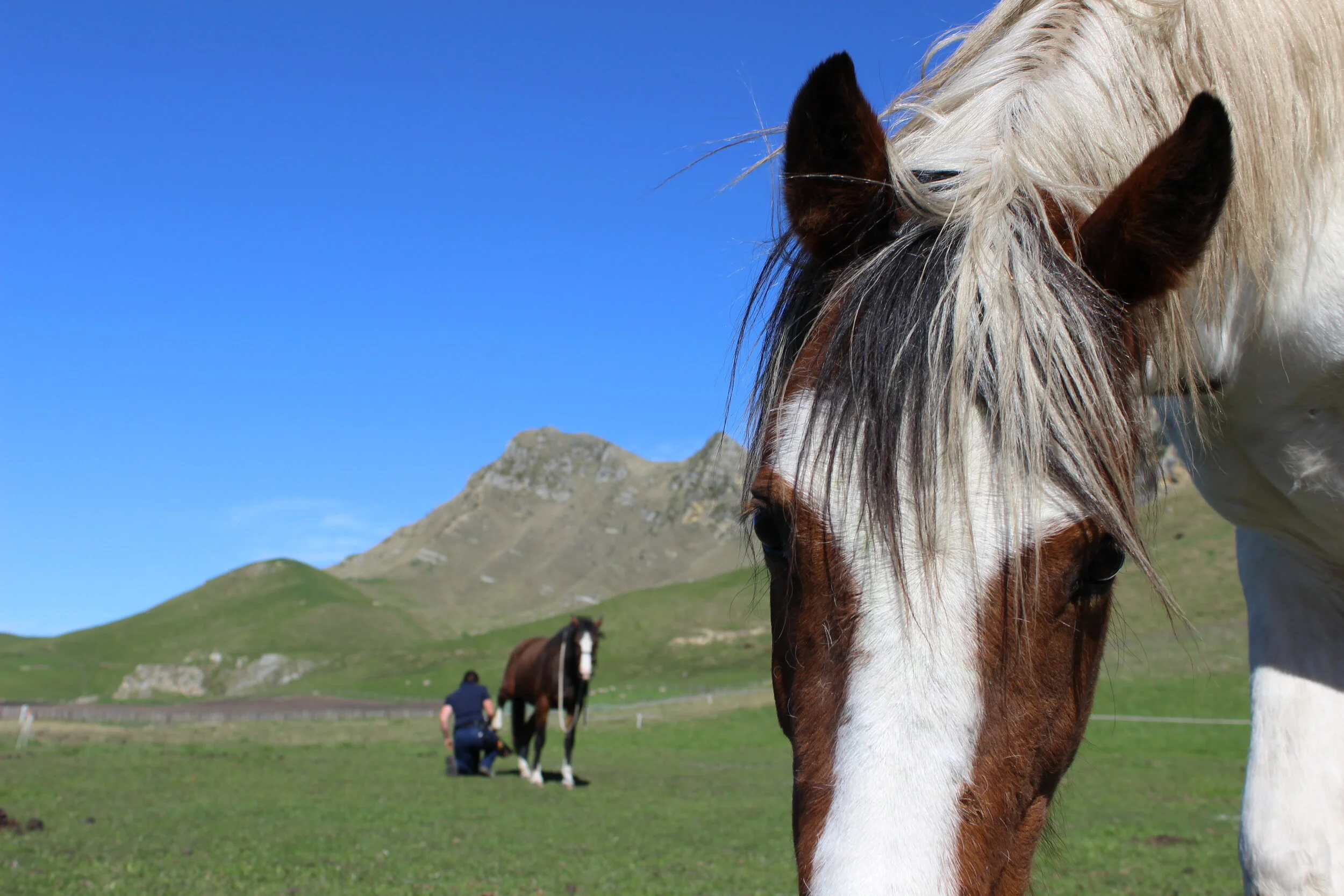What is Equine Podiatry?