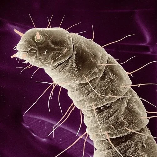 Om loppans metafysik