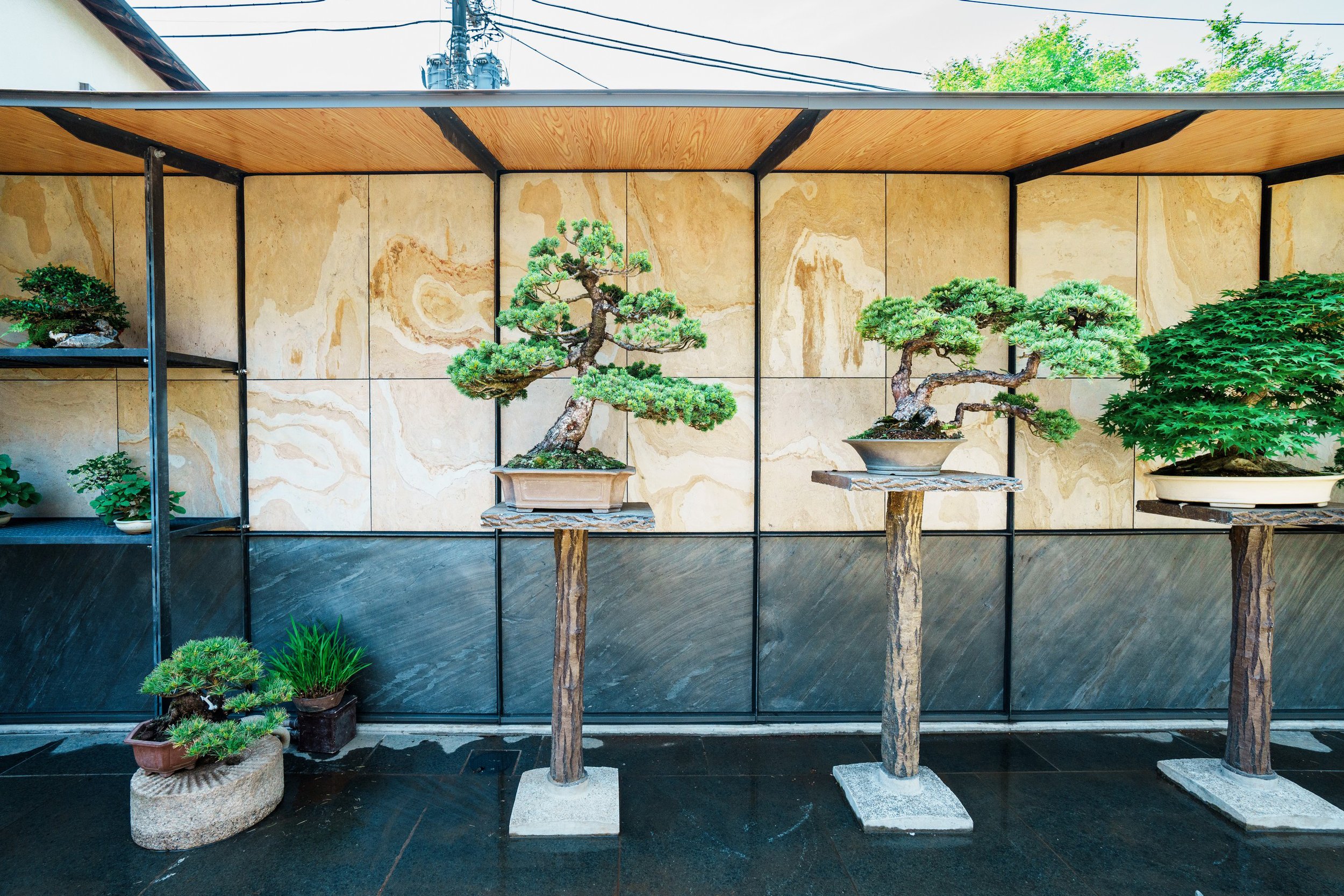 Bonsai_8.jpg