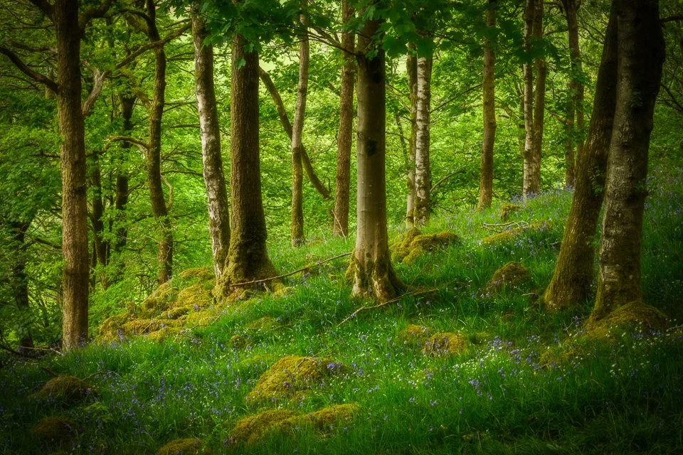 Wild flowers