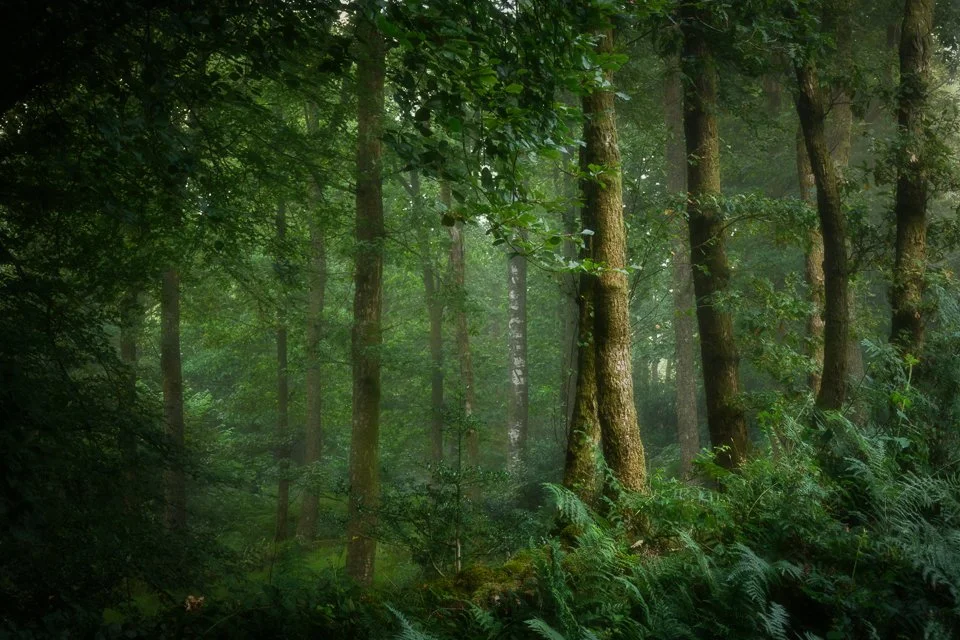 Summer richness in the woods