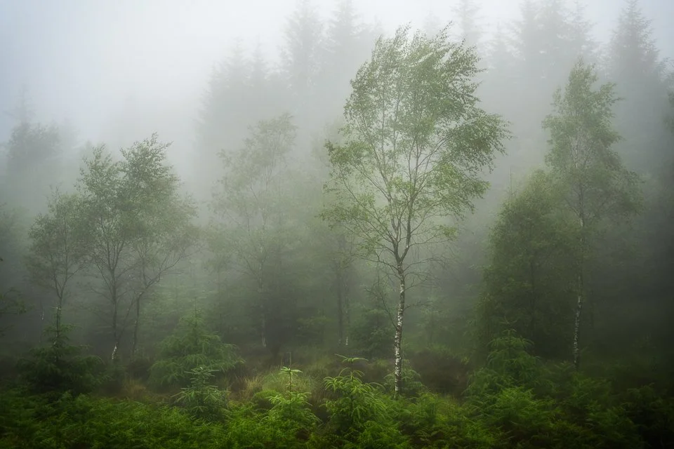 Low hanging cloud in the forest