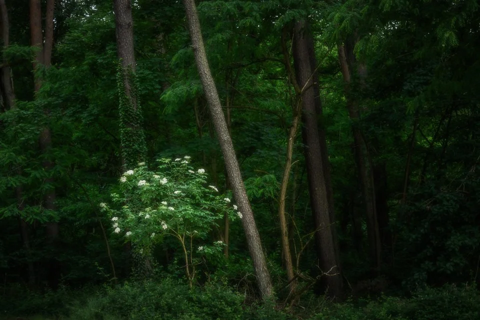 French forest margins