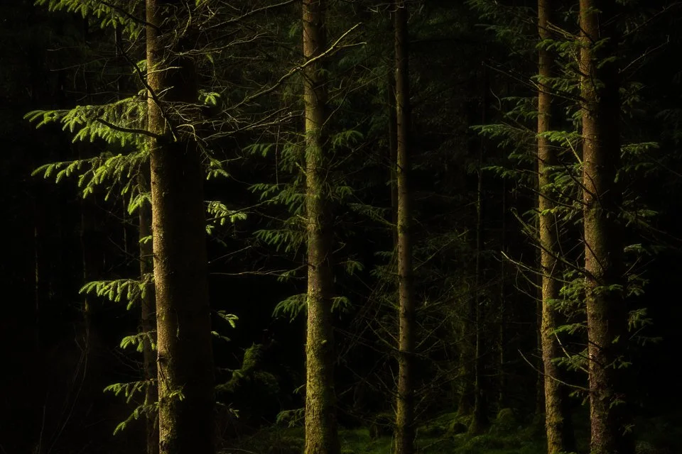 A dark forest corner