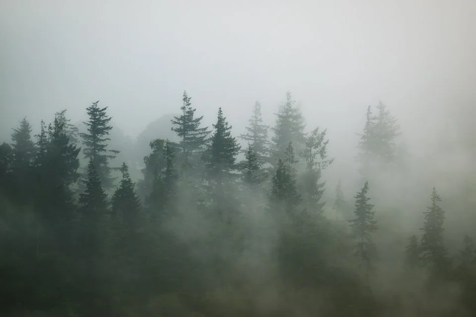The forest reveals itself