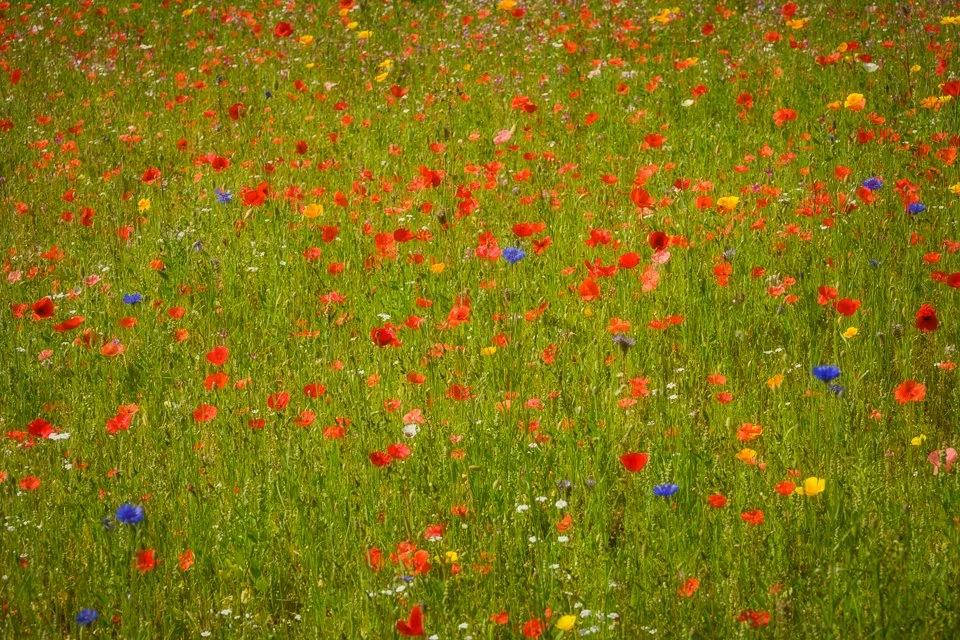 Flower meadow
