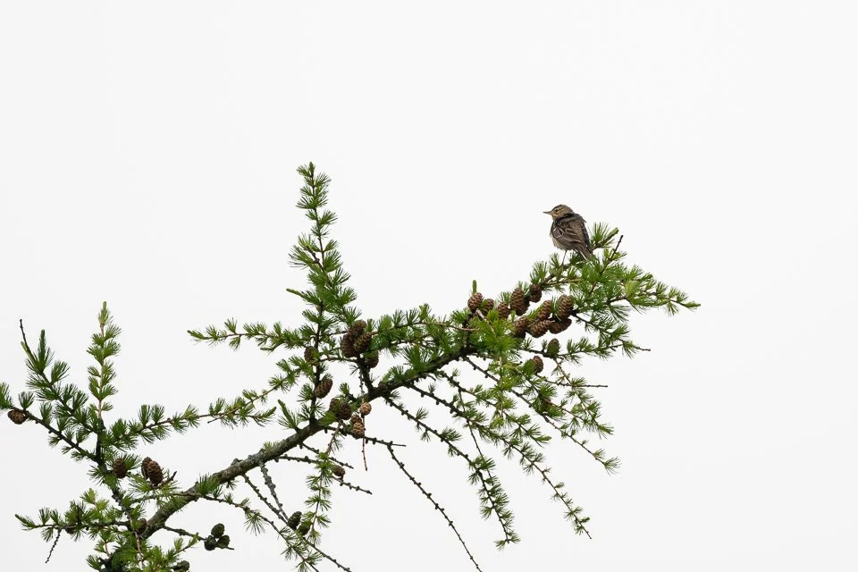 Tree Pipit