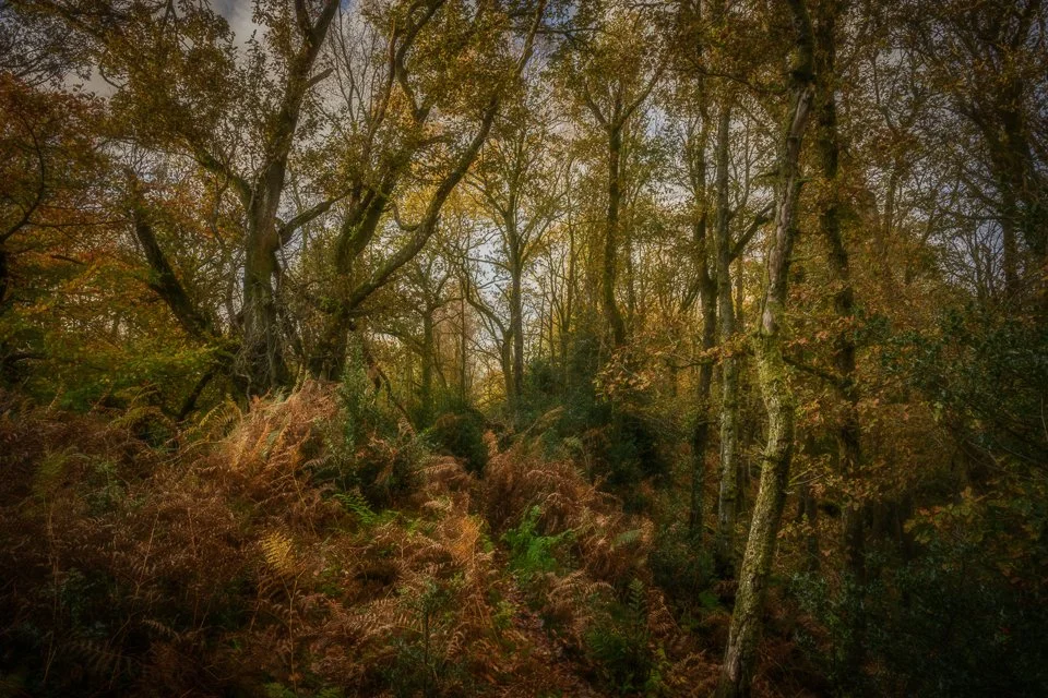 A tumble of autumn