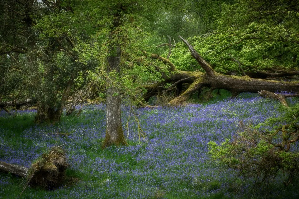 DMR20260512-Hawkshead_Crag_Woods_Z8_86-Edit.jpg