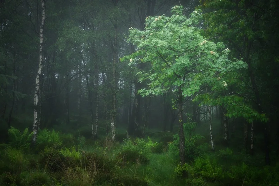 DMR20260602-GrizedaleForest_Z8_88-Edit.jpg