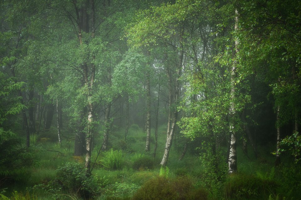 DMR20260602-GrizedaleForest_Z8_90-Edit.jpg