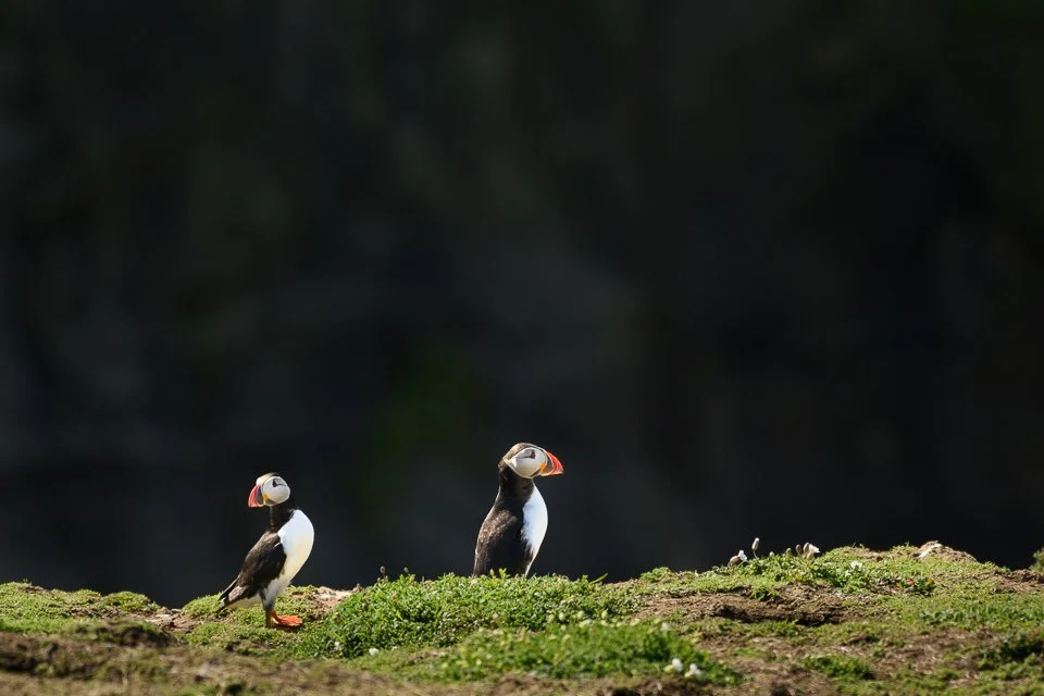 DMR20260423-SkomerIsland_Z8_295.jpg