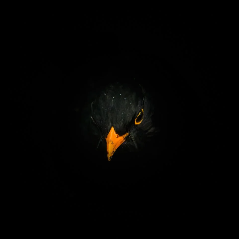 DMR20260610-HawksheadGardenBirds_Z8_82.jpg