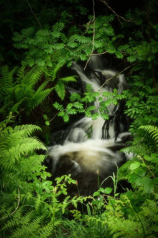DMR20260602-GrizedaleForest_Z8_11-Edit.jpg