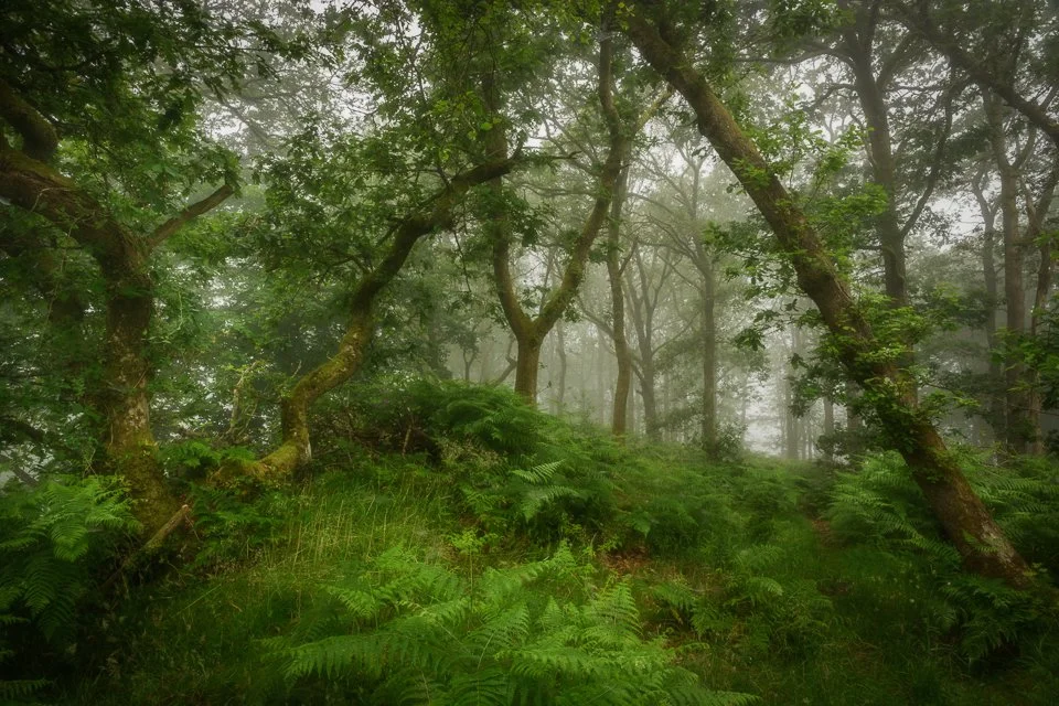 DMR20260624-Hawkshead_Crag_Woods_Z8_83-Edit.jpg