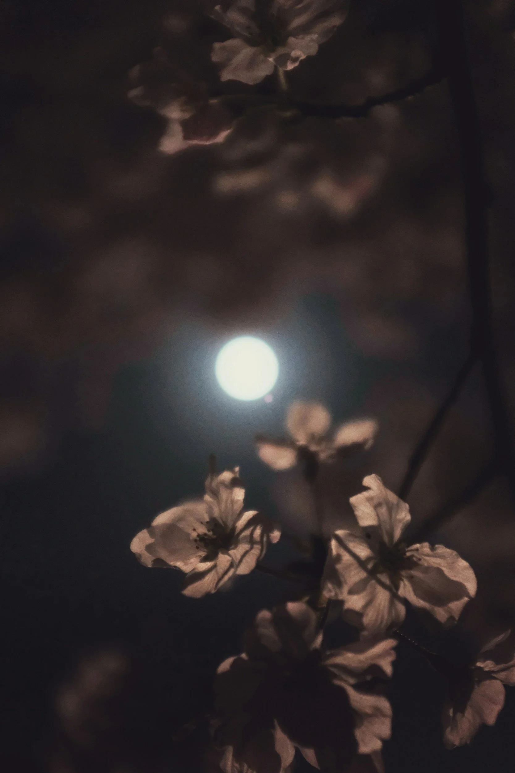 May You Embrace the Flower Moon