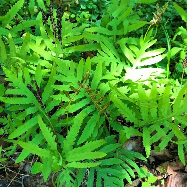 Ferns: Prehistoric Plants