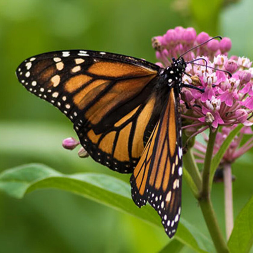 Monarch Butterflies &amp; the Super Generation