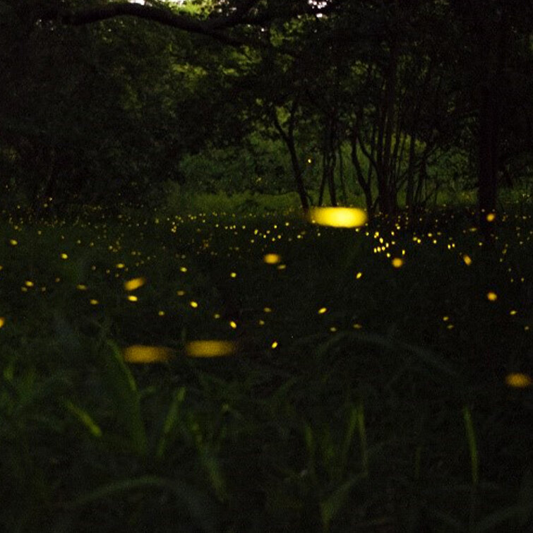 Lightening Bugs and Their Language of Light