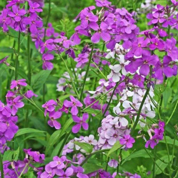 Invasion of the Invasives: Dame's Rocket and Spotted Lanternflies 