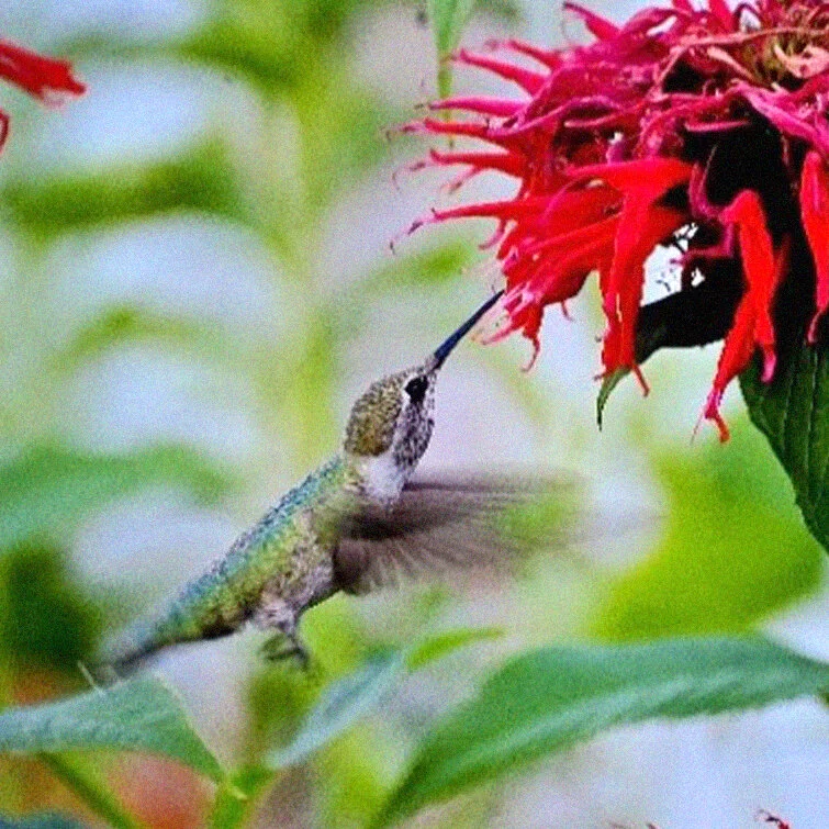 Hummingbirds: Nature’s Charmed Pollinators
