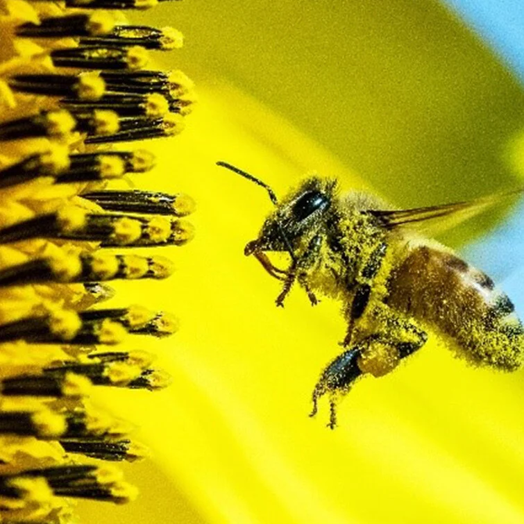 Bee Appreciation with the Somerset County 4-H Garden and Bee Club
