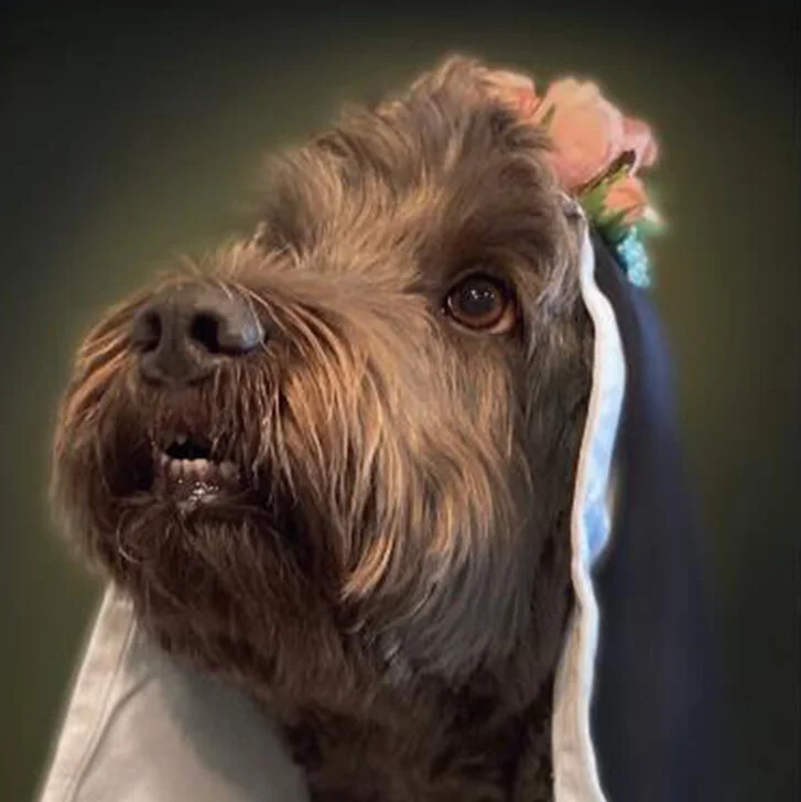 Somerset County 4-H Winners in the Dog Photo Contest (2020)