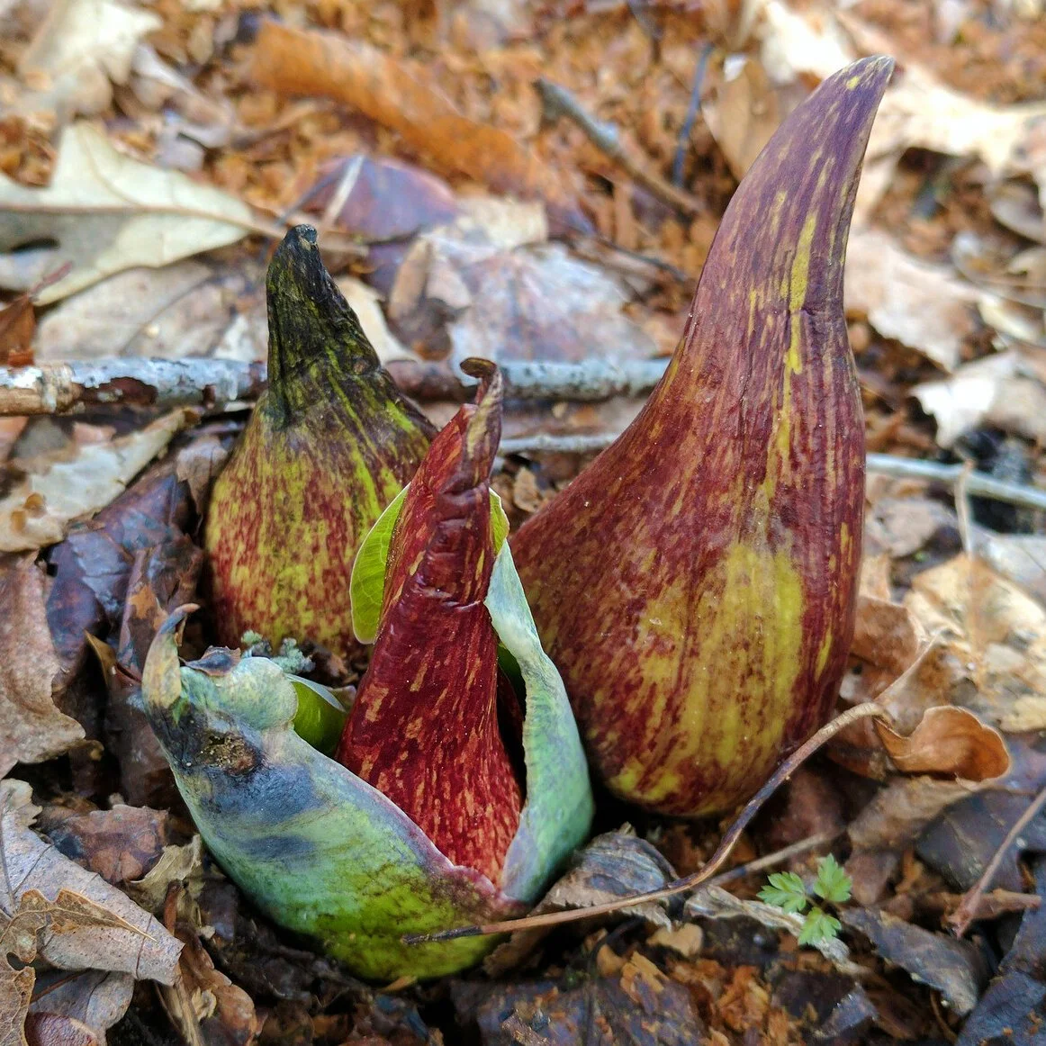 Signs of Spring