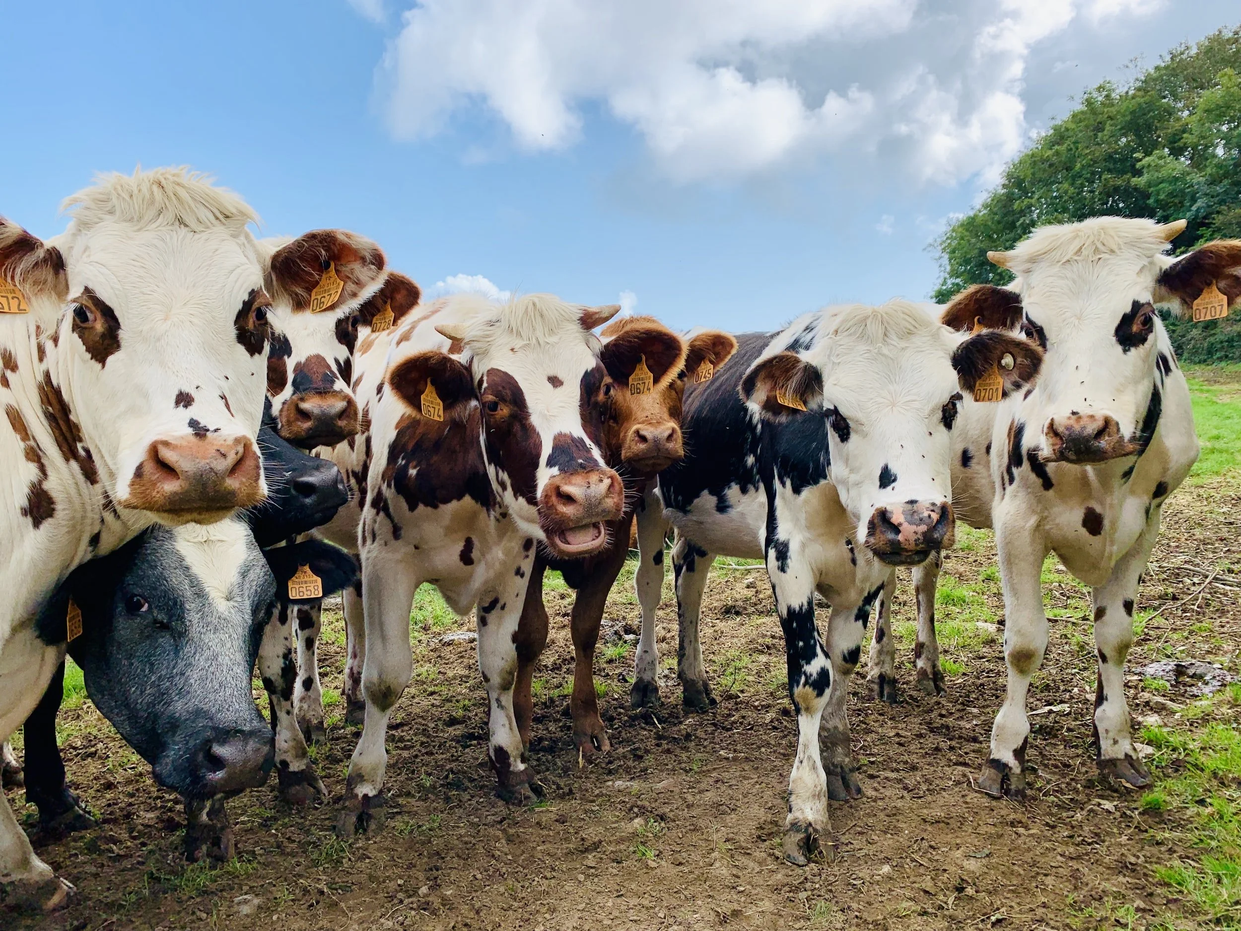 New Jersey Junior Breeders Livestock Symposium