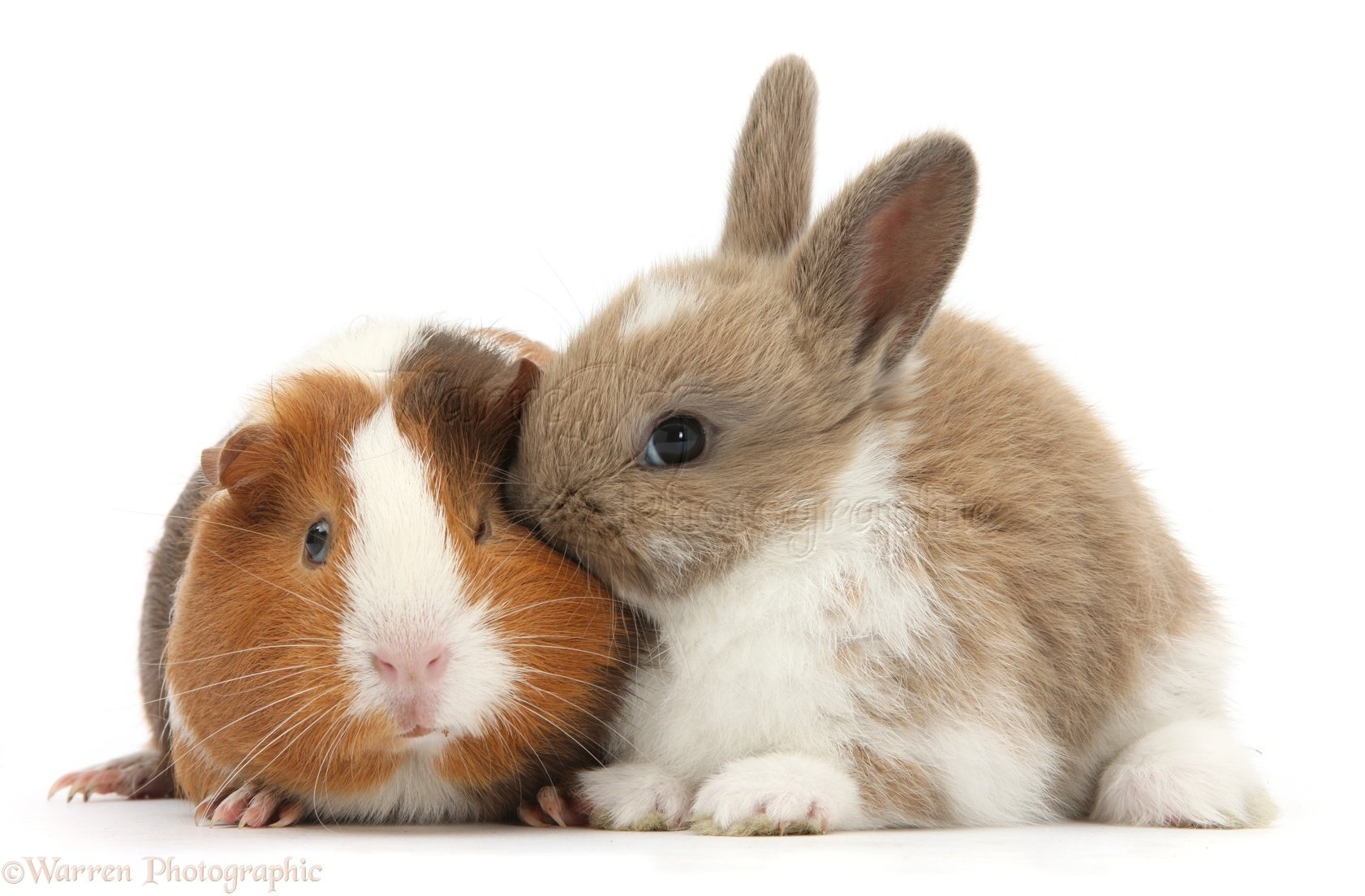 31941-Baby-rabbit-and-Guinea-pig-white-background.jpg