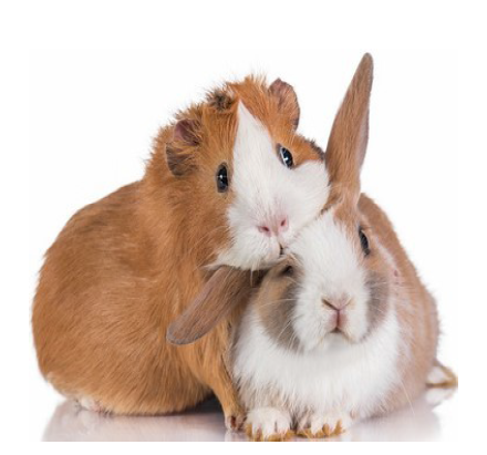 Somerset County 4-H Rabbit, Cavy &amp; Small Animal Show