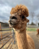 Alpacabrown.png