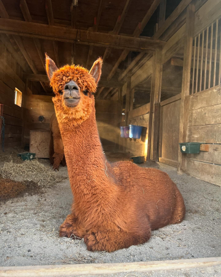 Alpacaorange.png