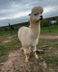 Alpacawhite.png