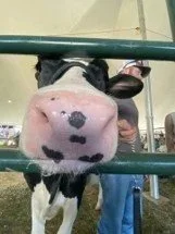From Farm to Table: Why Dairy Education for Youth Matters