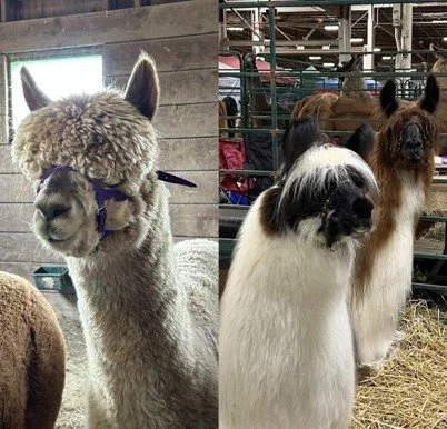Crias, Alpacas, and Llamas: Spotting the Differences in the Camelid Family