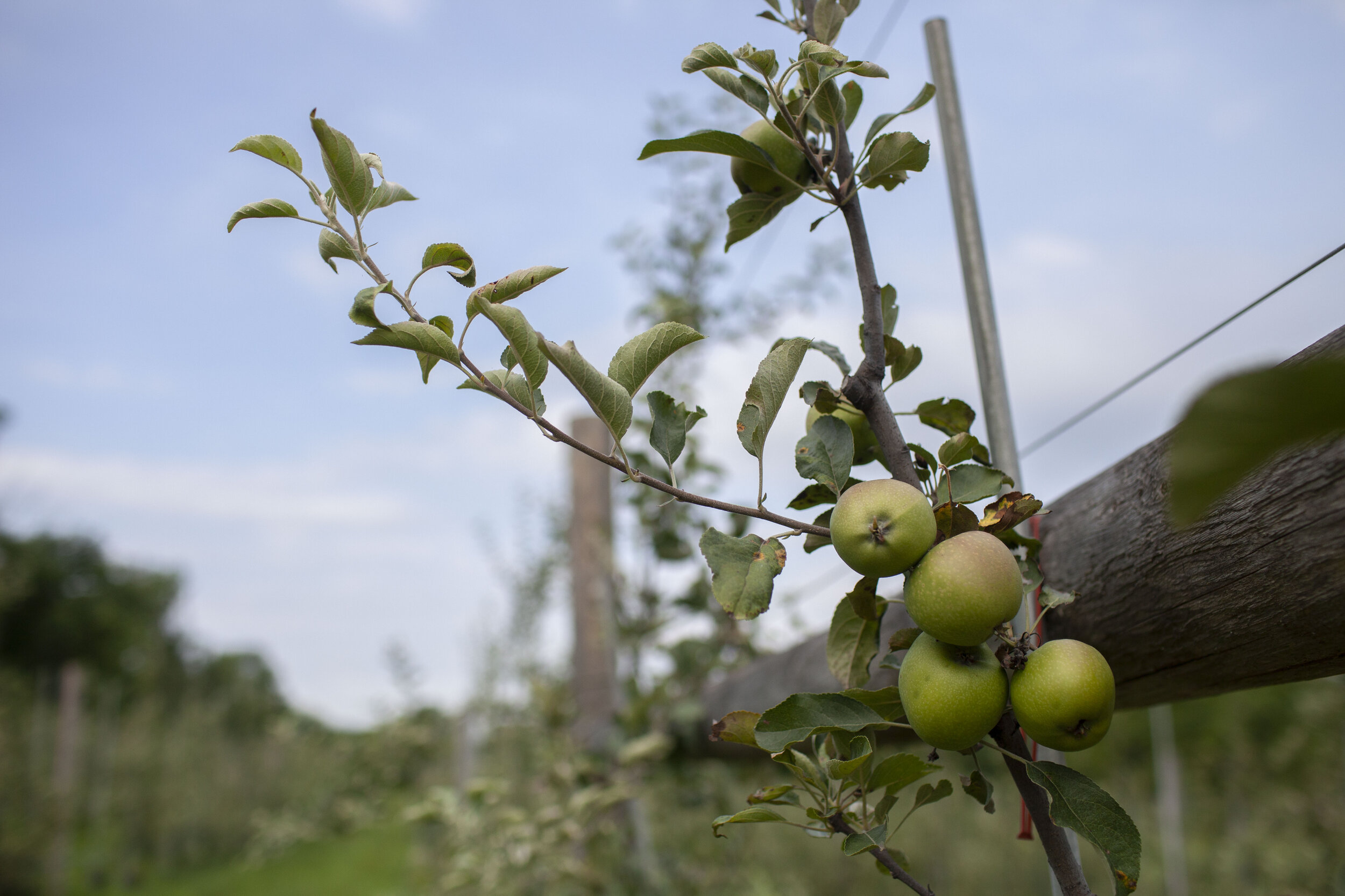 Cortland Apple 6 ft tree (Large) – East Hill Tree Farm