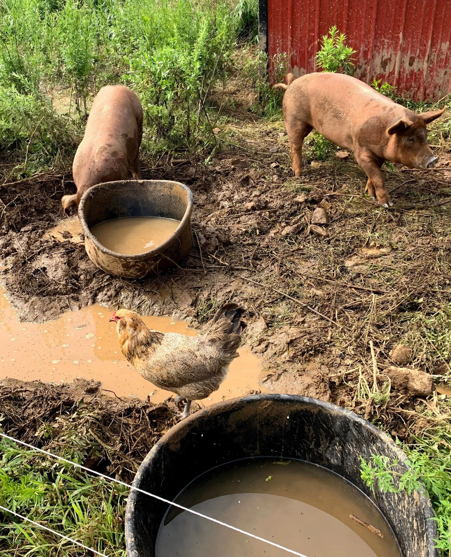 Sometimes the chickens check in with their friends 🐓🐖⁠
⁠
At Ironbound, everything works together&mdash;livestock, pastures, and people&mdash;as part of our regenerative farming system. From pest control to soil health, every animal has a role to pl
