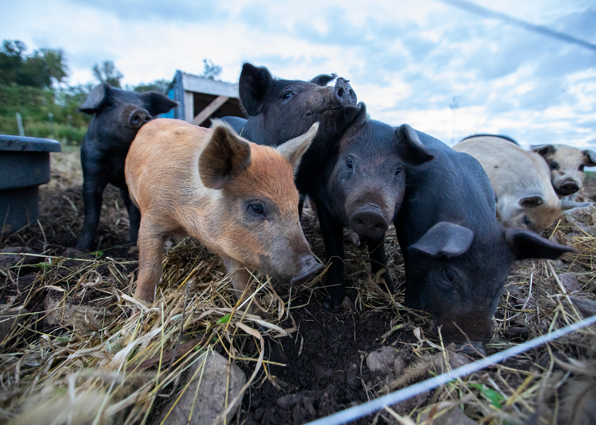 Pigs.png
