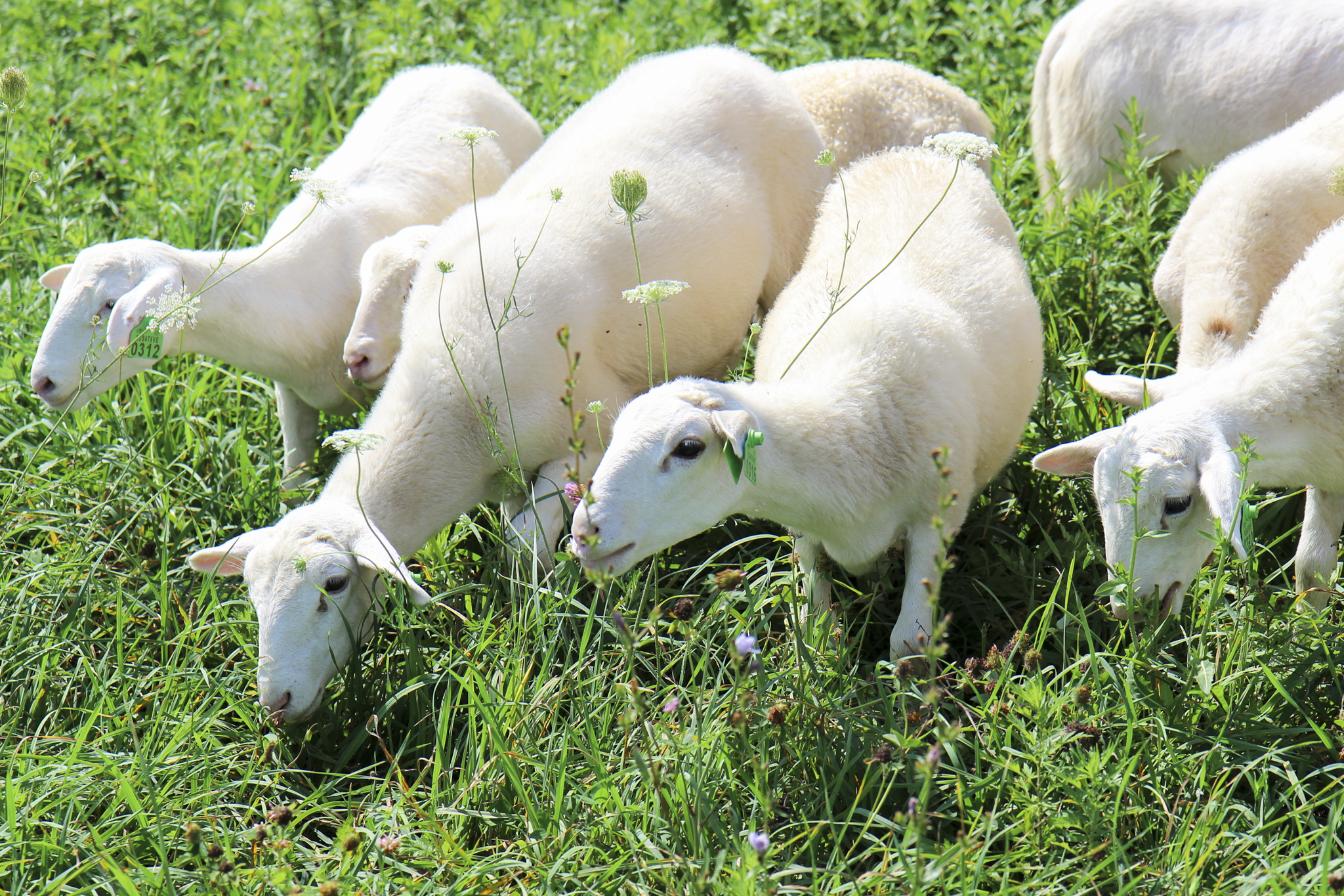 lambs.png