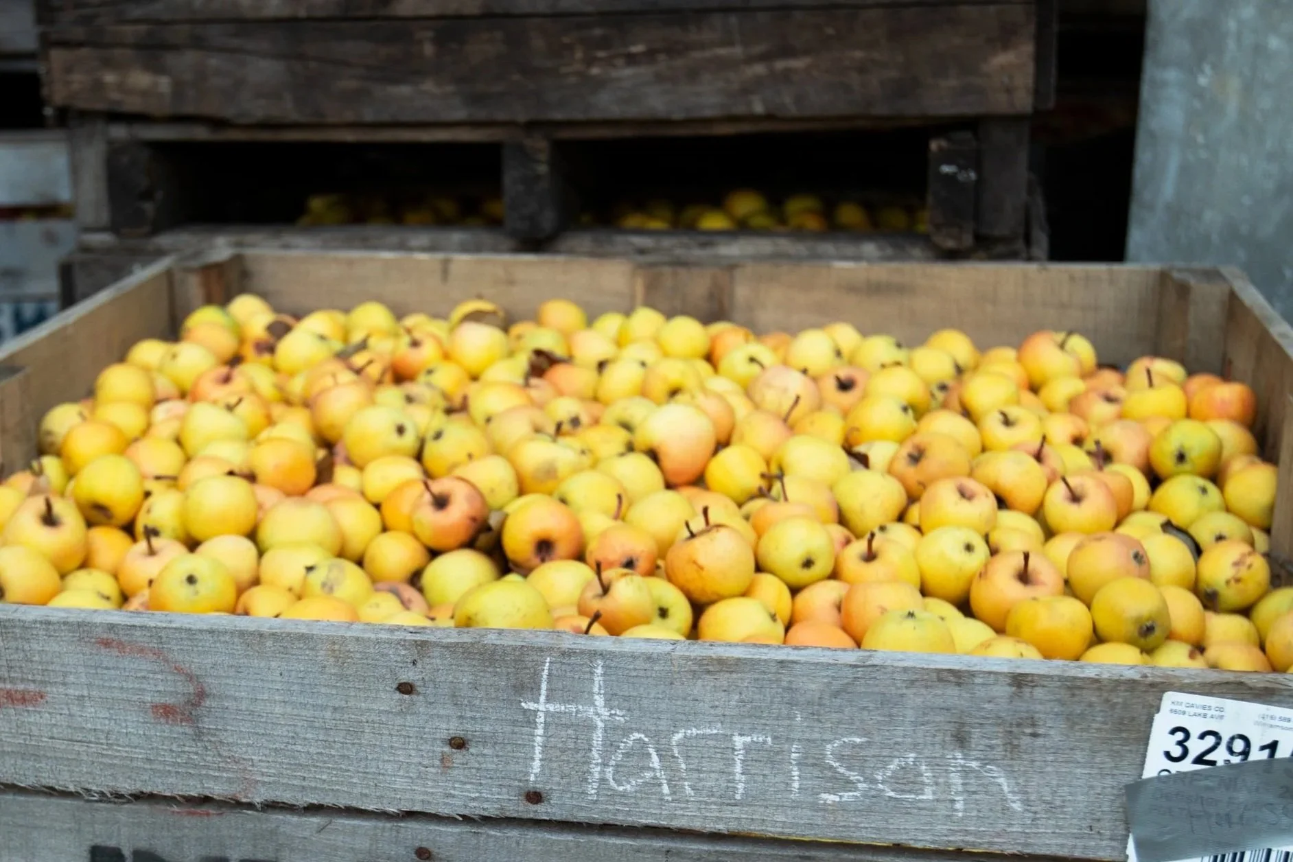 DEFISHER+HARRISON+APPLE+BINS.jpg