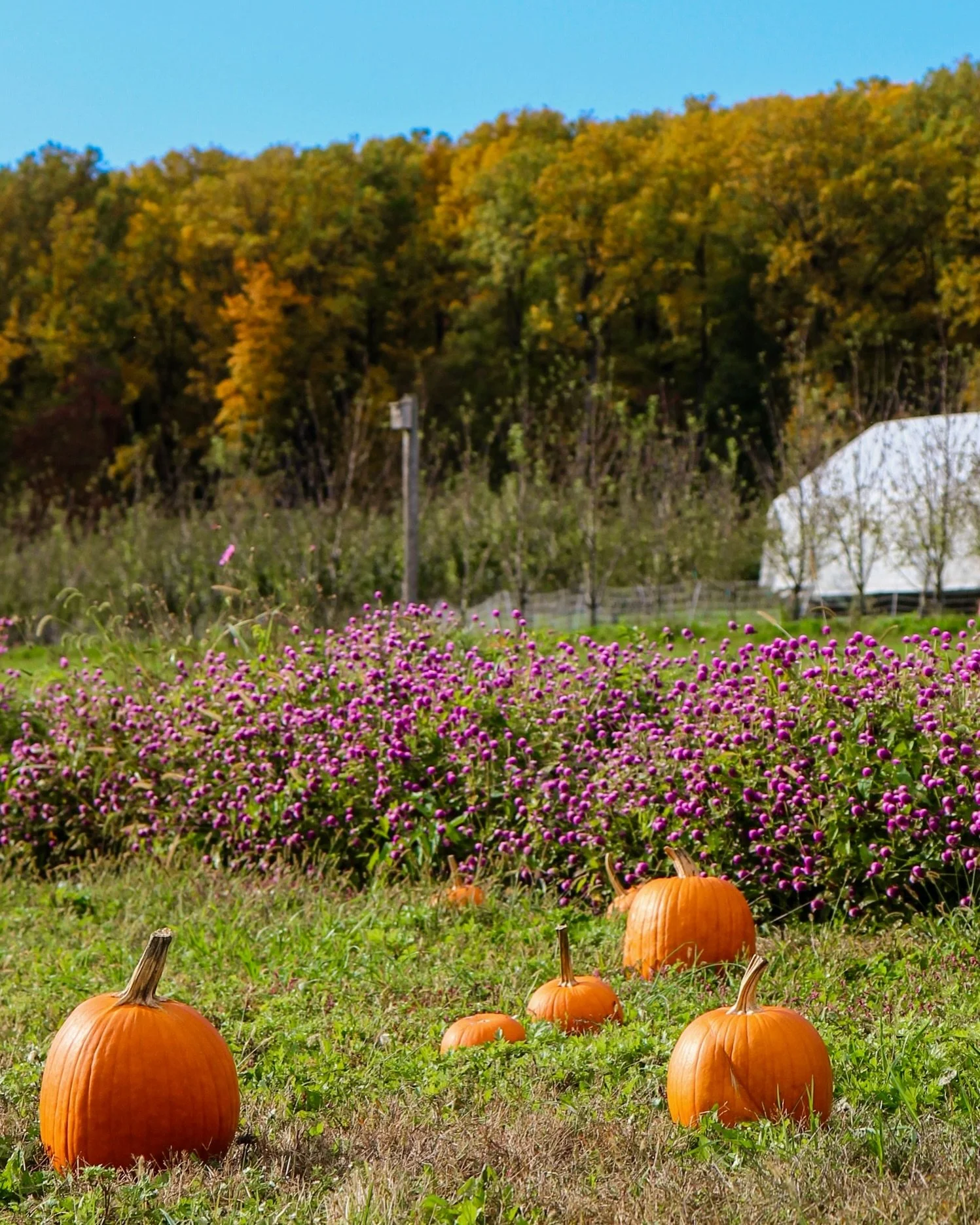 Halloween is almost here; do you have your pumpkins yet? If you want the full Fall experience, explore our pumpkin patch during your weekend visit, and pair the trip with a mulled cider and a comforting cup of soup. But if you&rsquo;re in a rush, sto