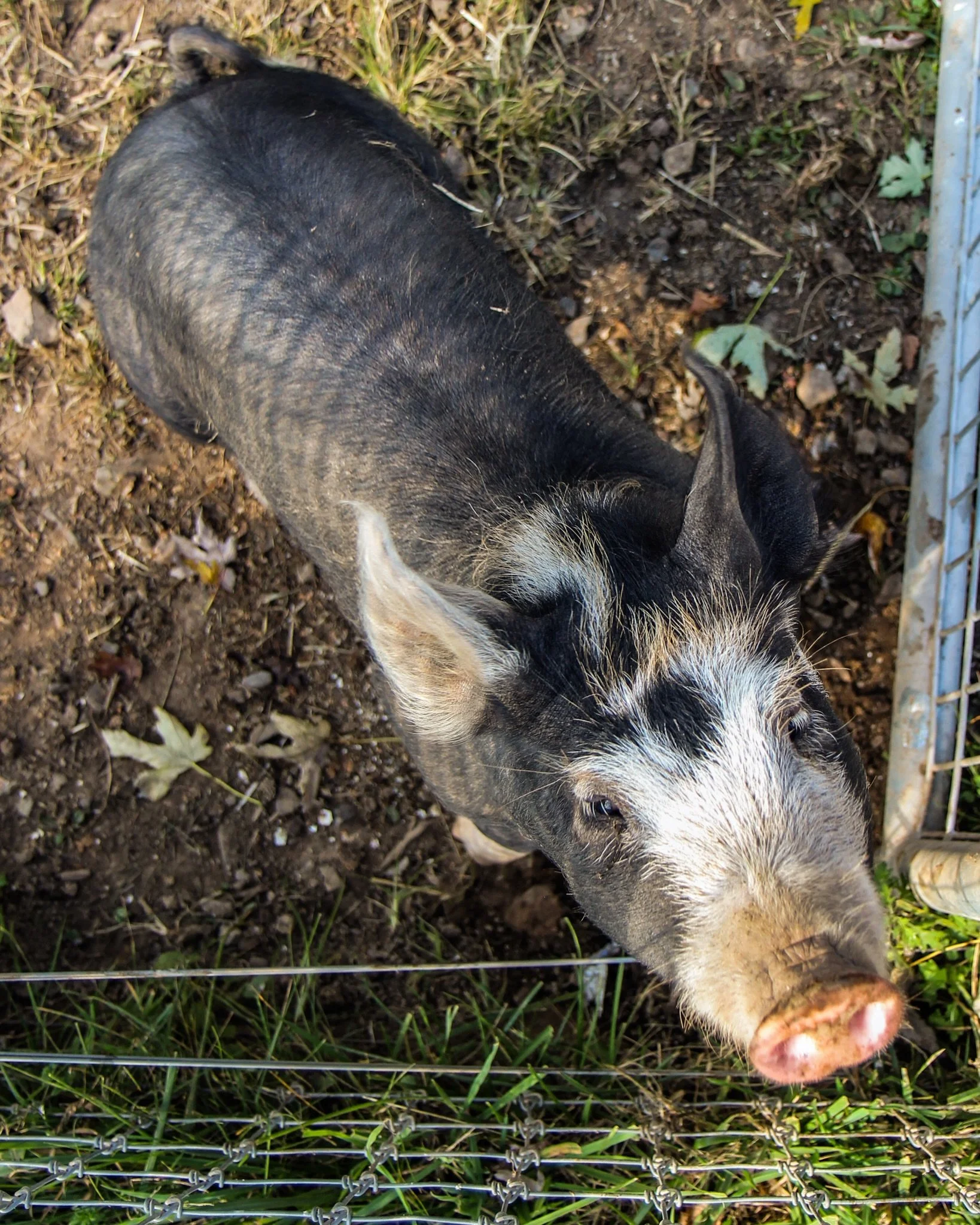 If you&rsquo;re curious to learn more about our farm, orchard, and livestock, join us at 5 PM tonight for our last Friday Farm Tour of this season! Gather by our market and depart for a walk around our farm by 5:15. When the tour wraps up, ALL our pu