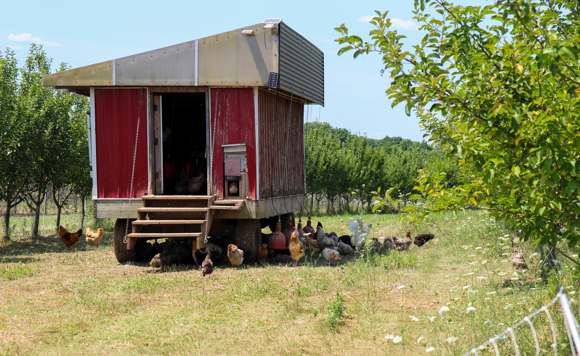 Ironbound chicken coop placed in our orchard rows, as a part of our regenerative farming practices.