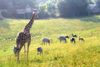Binder Park Zoo is located outside of Battle Creek on 433 acres of natural forests and wetlands, with 32 rare and exotic animal exhibits plus 19 domestic animal exhibits. See 600 specimens of over 140 species including one of the largest giraffe herds in the country. Visit their website for more.