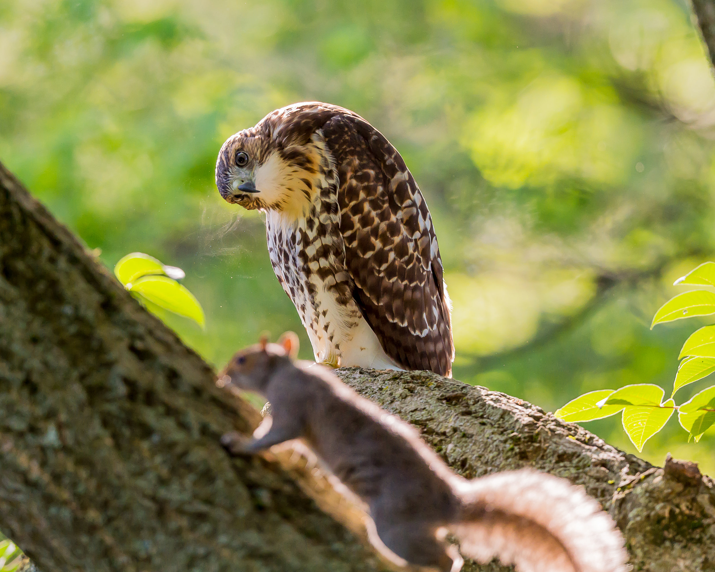 Wintering raptor sightings have declined in Boulder over the past 30 years