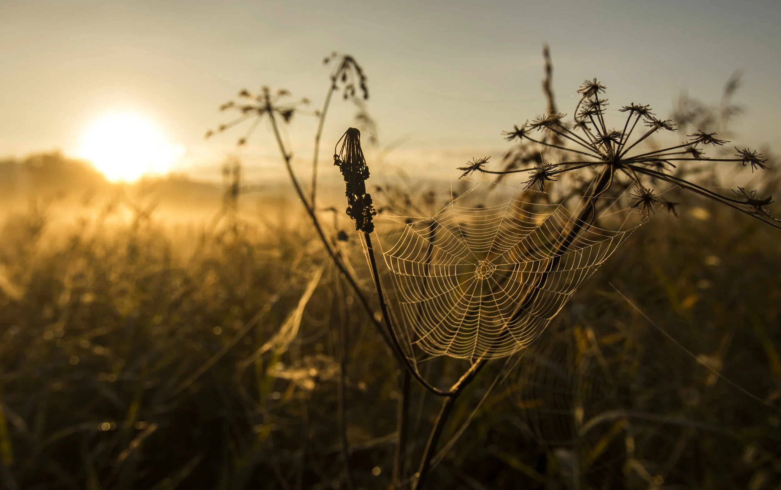 Plant diversity linked to higher levels of carbon storage in Boulder’s grassland ecosystems